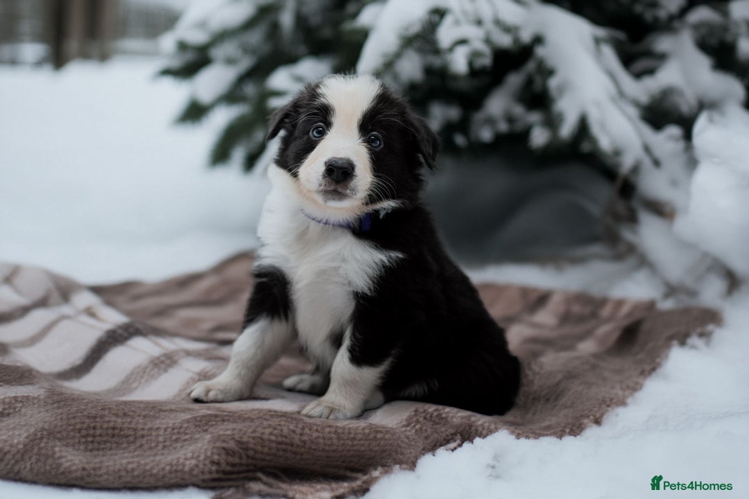 Border Collie dogs for sale: ❗️5⭐️ KC DNA tested champions LAST❗️border collie  - Advert 29