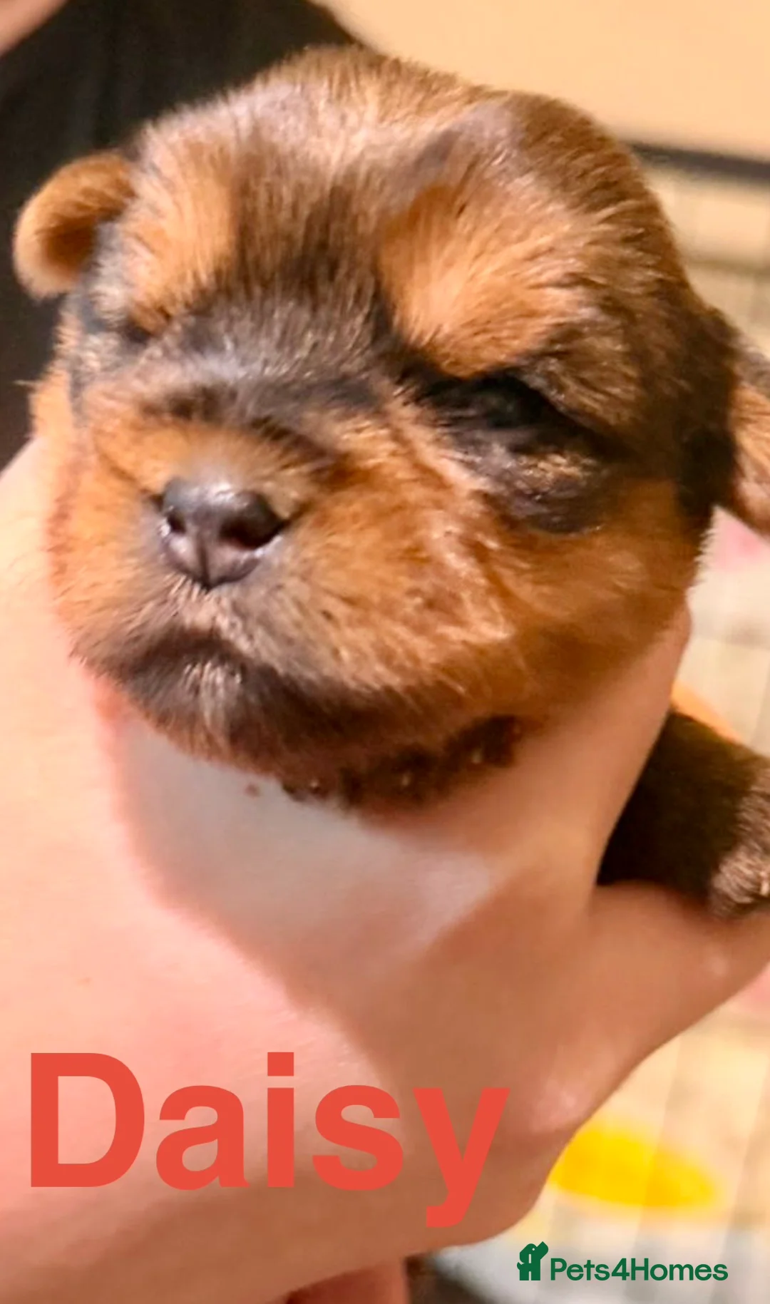 Yorkshire Terrier dogs for sale: Miniature Yorkshire Terriers - Advert 7