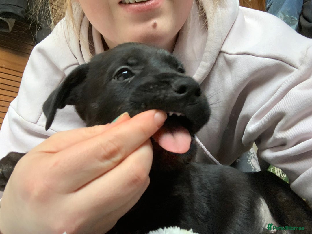 Mixed Breed dogs for sale: 4 stunning boys and 5 even more stunning girls - Advert 11