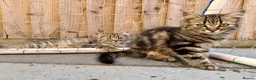 Persian cats for sale: READY TO LEAVE - OFFERS CONSIDERED  in Telford - Advert 16