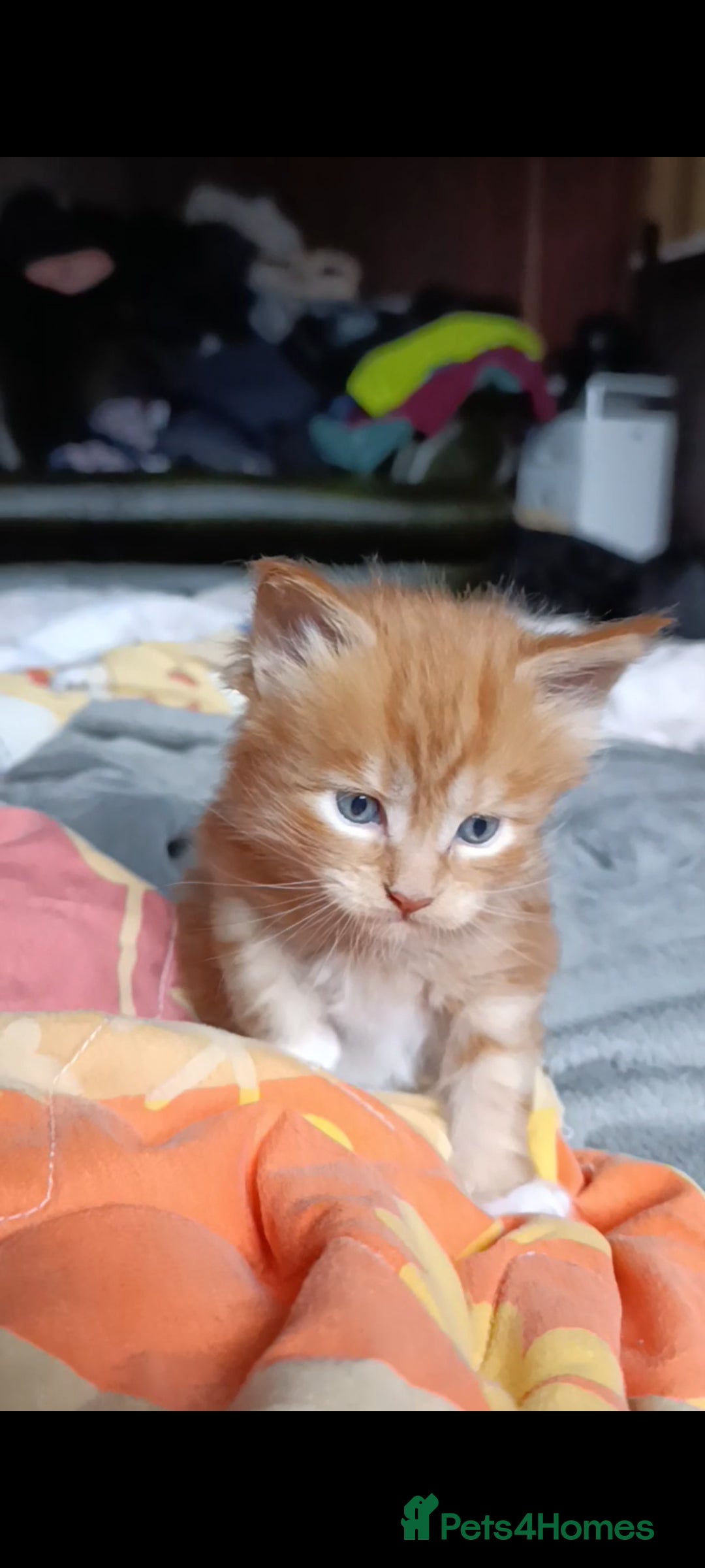 Maine Coon cats for sale: Maine Coon kitten Fire Red Marble Tabby and White - Image 8