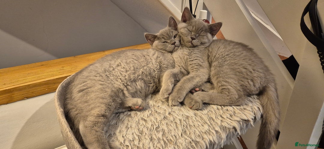 British Shorthair cats for sale: Scottish straight/ last two - Image 8