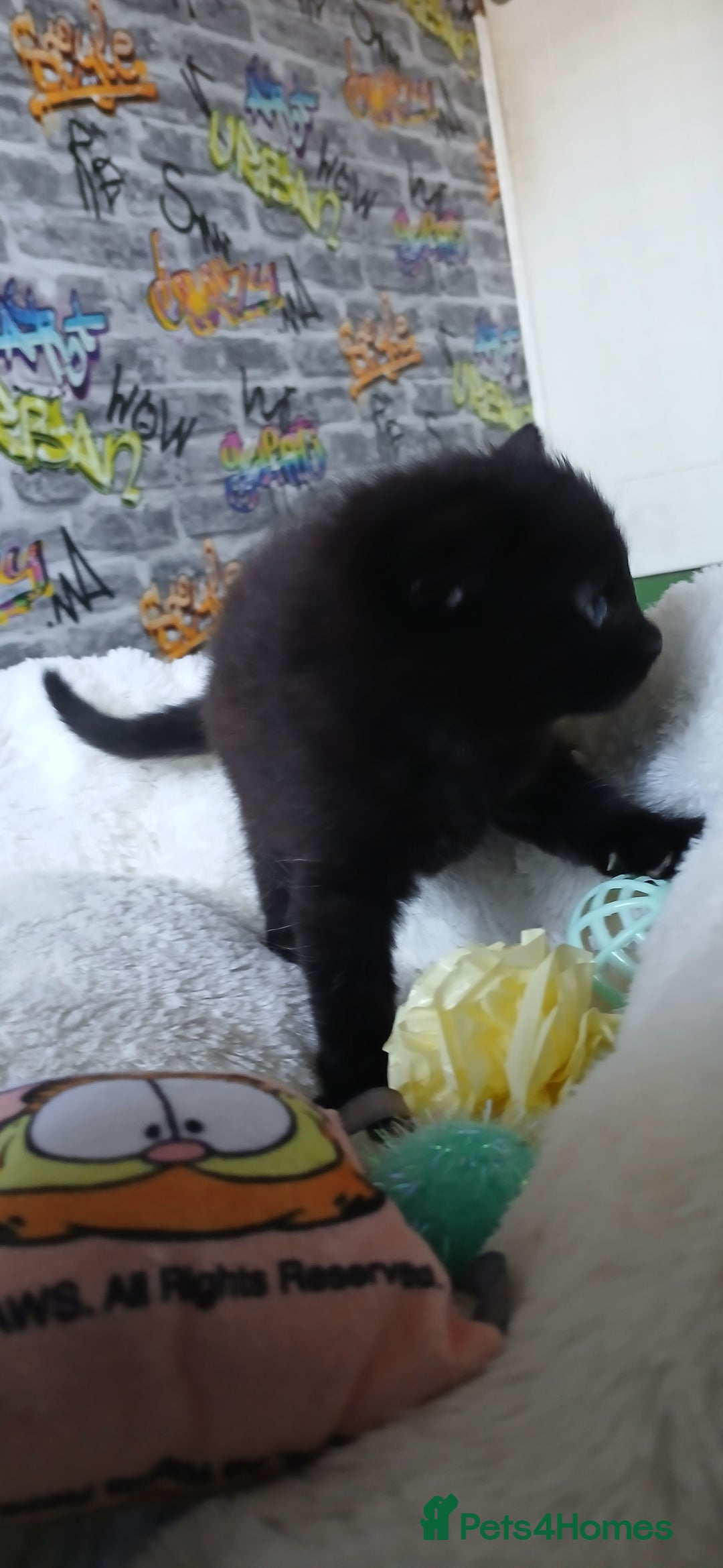 British Shorthair cats for sale: 3 beautiful kittens - Image 10