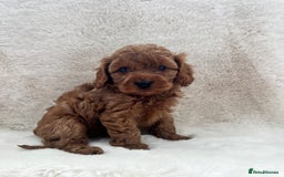 Cavapoo dogs for sale: Cavapoos  - Image 2