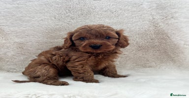 Cavapoo dogs - Advert 3