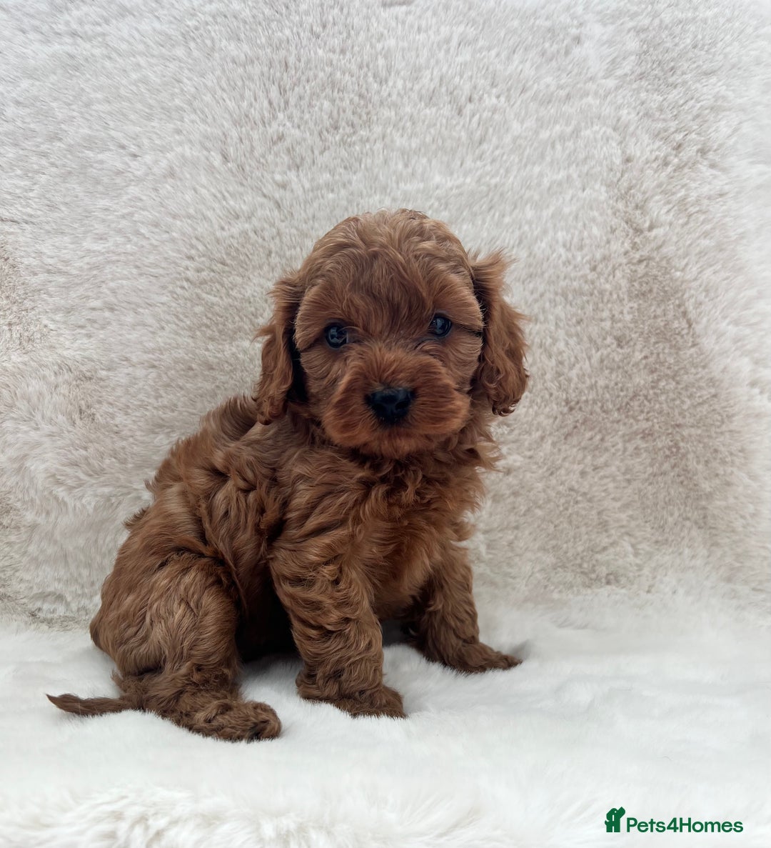 Cavapoo dogs for sale: Cavapoos  - Image 2