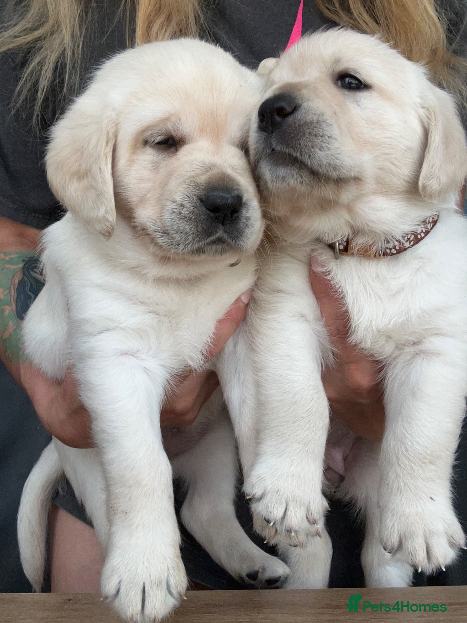 Goldador dogs Labrador retriver show Ln x Champion Golden  - Advert 15