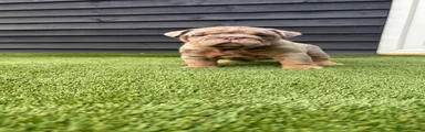 English Bulldog 5