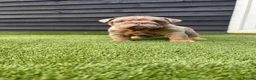 English Bulldog dogs for sale: English Bulldog Puppies - Advert 21