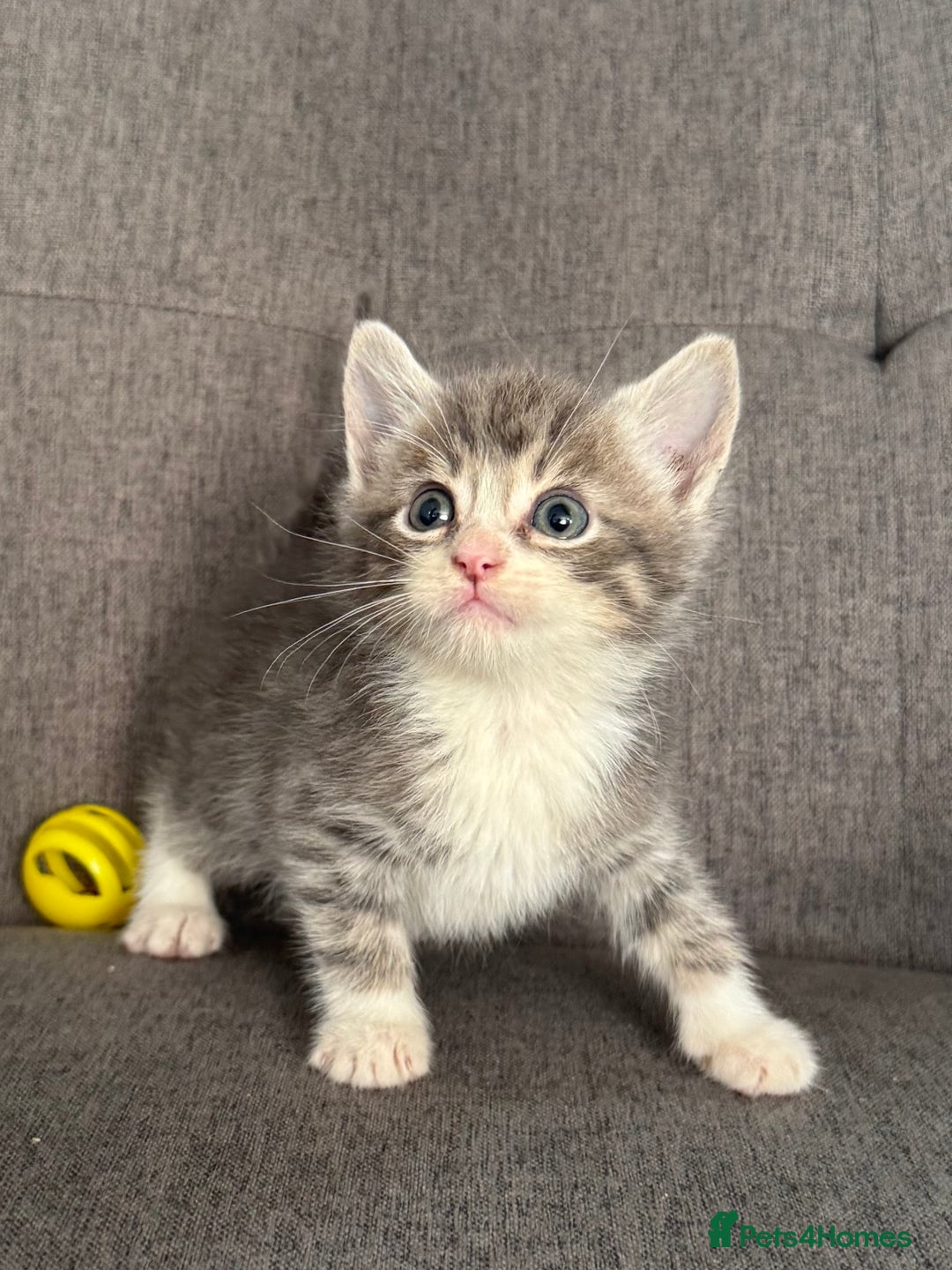 Mixed Breed cats for sale: 2 beautiful kittens left  - Advert 10