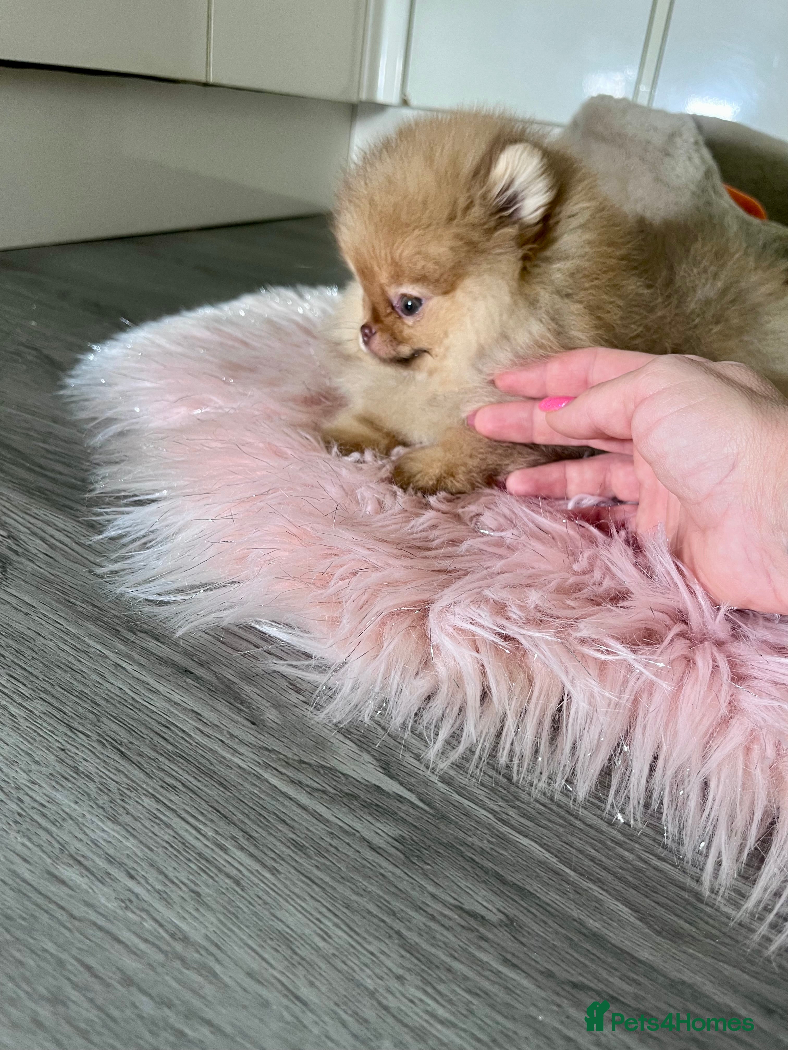Pomeranian dogs 🐻Green eyed👁️Top Quality🔥 - Advert 8