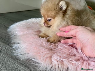 Pomeranian dogs 🐻Green eyed👁️Top Quality🔥 - Advert 8