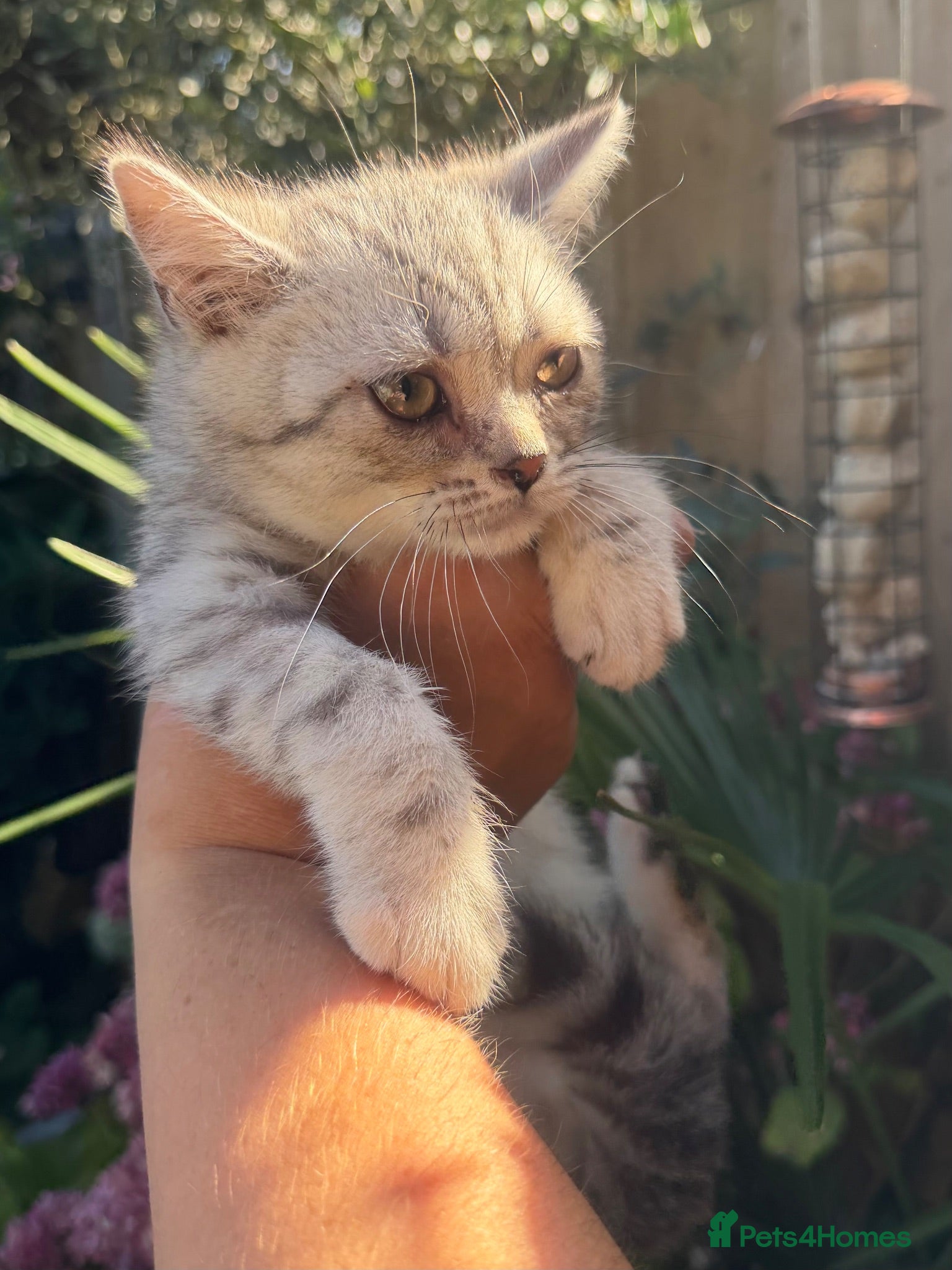 British Shorthair cats Gorgeous Pedigree British Shorthair Kittens  - Advert 2