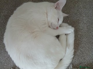 Abyssinian cats White kitten ub5 - Advert 1