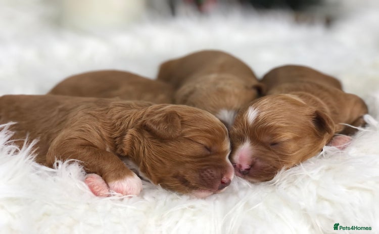 Cavapoo dogs Red F1 Cavapoo Ready to leave 20th December🐾🩵 - Advert 2