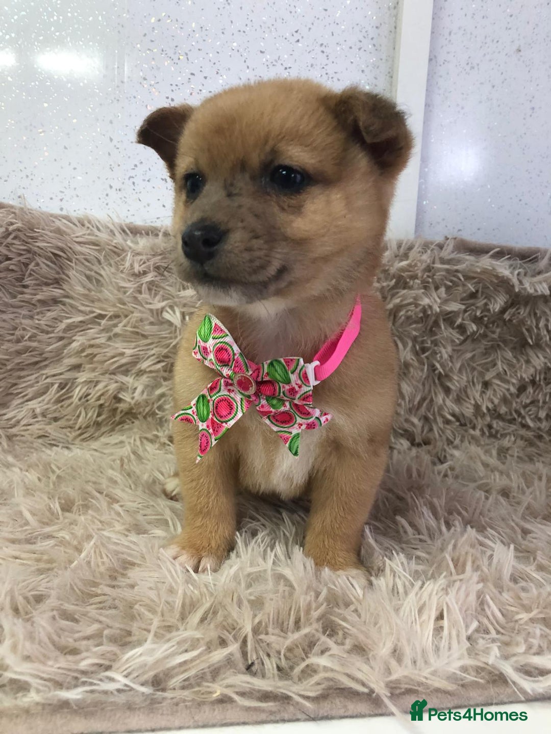 Mixed Breed dogs for sale: Jack Russel x Shibu inu (Shibujacks) - Advert 7