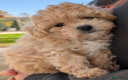 Maltipoo dogs for sale: 2 tiny maltipoo girls left DNA Tested - Image 2