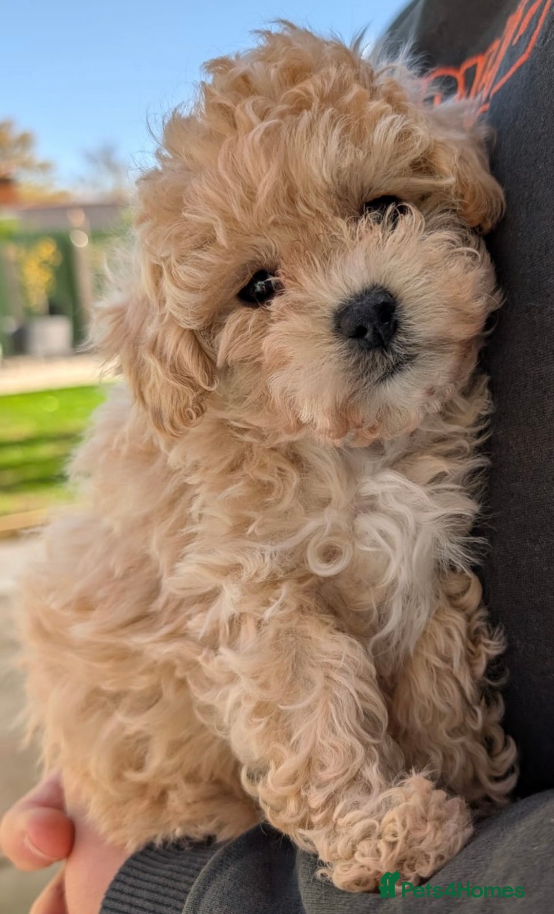 Maltipoo dogs for sale: 2 tiny maltipoo girls left DNA Tested - Image 2