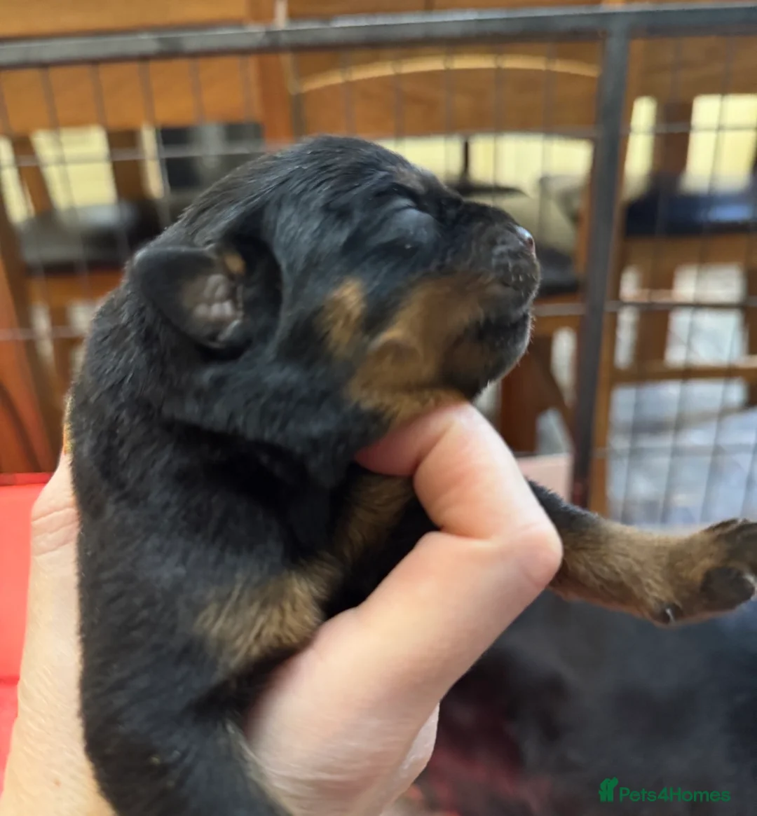 Rottweiler dogs for sale: Gorgeous Rottweiler puppies  - Advert 4