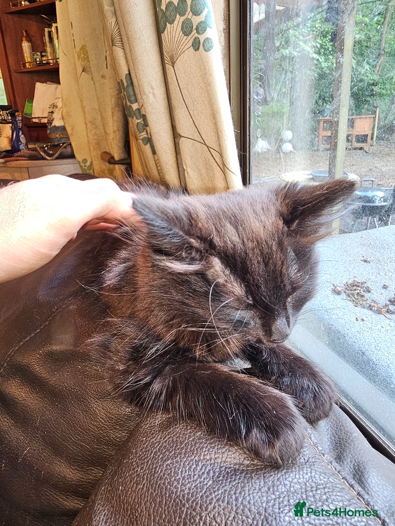 Mixed Breed cats for sale: 3 kittens 1 tabby girl, 1 black female and male in Norwich - Advert 4