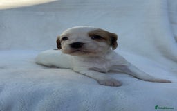 Cocker Spaniel dogs for sale: Beautiful kc registered cockerspaniel puppies  - Image 18