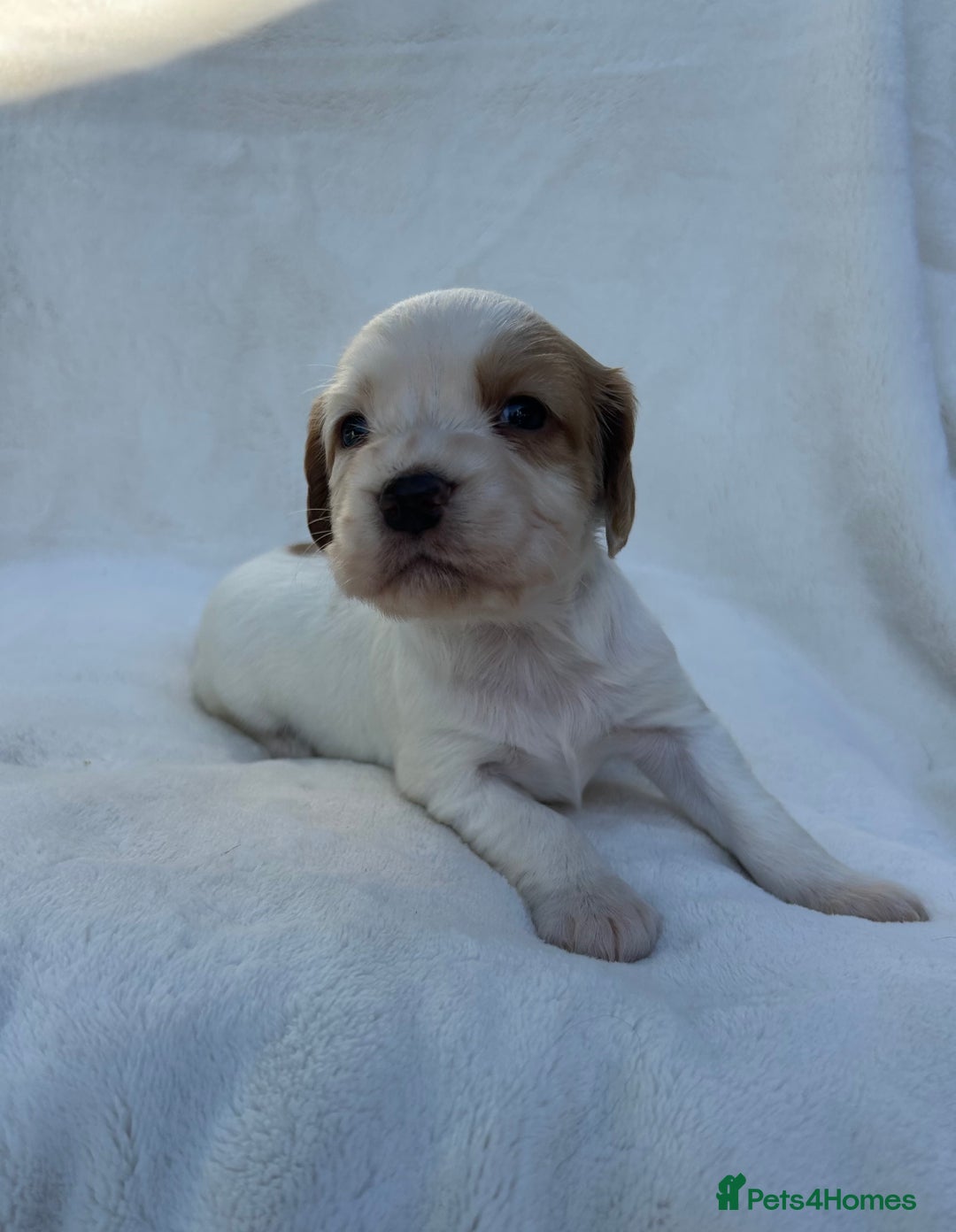 Cocker Spaniel dogs for sale: Beautiful kc registered cockerspaniel puppies  - Image 18