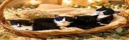 American Shorthair cats for sale: Beautiful kittens - Advert 1