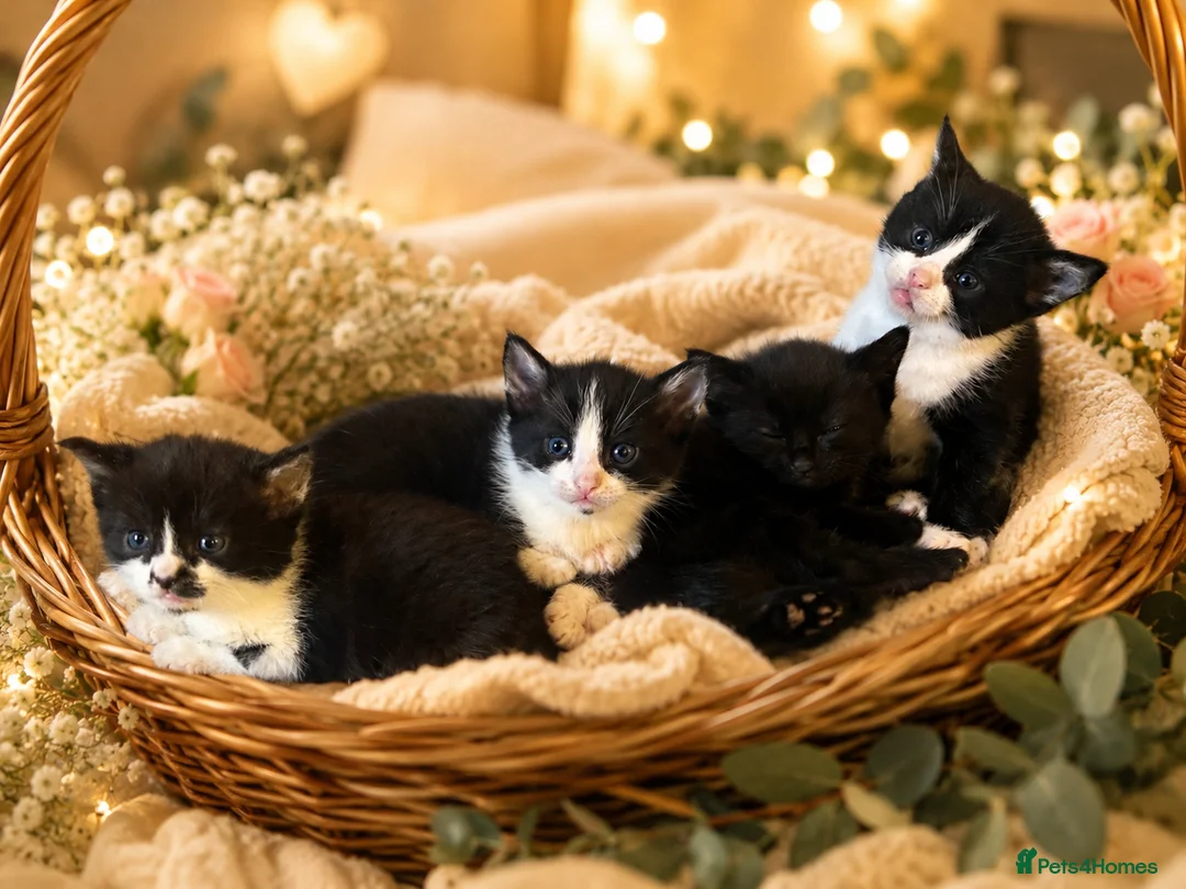 American Shorthair cats for sale: Beautiful kittens - Advert 1