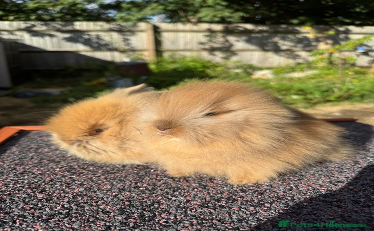 Lionhead rabbits - Advert 1
