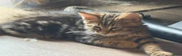 Maine Coon cats for sale: 1 LEFT! Gorgeous Male Maine Coon Cross Kitten! - Advert 2