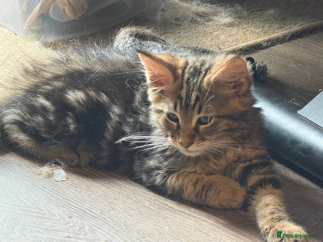Maine Coon cats for sale: 1 LEFT! Gorgeous Male Maine Coon Cross Kitten! - Advert 2
