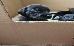 Labrador Retriever dogs for sale: Chunky Family Labrador Puppies  - Image 12