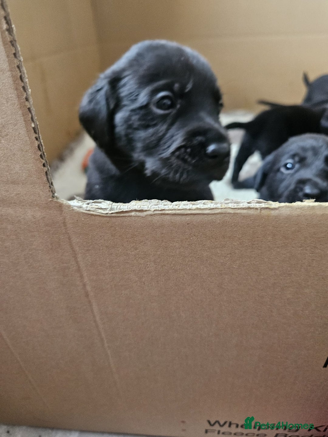 Labrador Retriever dogs for sale: Chunky Family Labrador Puppies  - Image 12