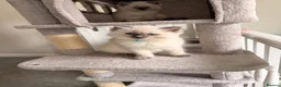 Ragdoll cats for sale: GCCF Ragdoll pedigree kittens blue point  - Advert 24