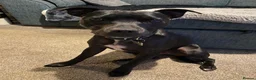 Mixed Breed dogs for sale: Smudge - 2 year old Staffie cross in Leeds - Advert 7