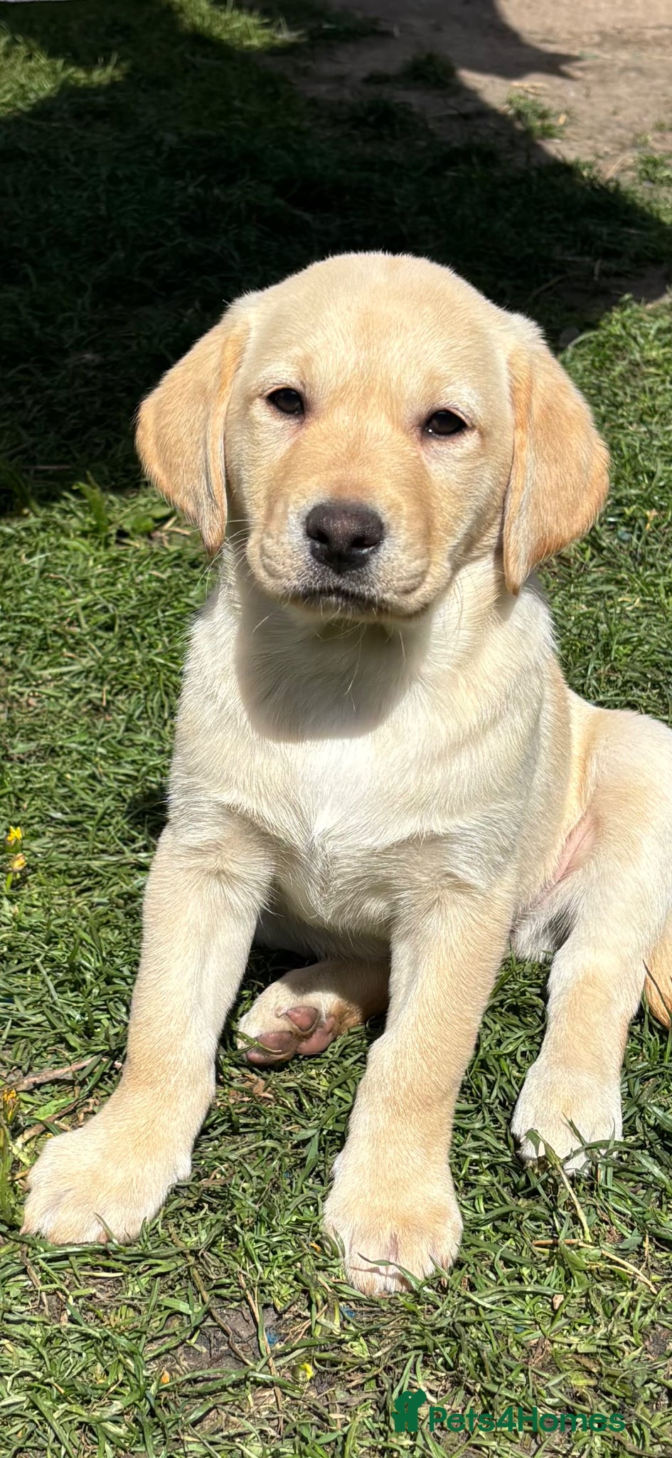 Labrador Retriever dogs for sale: Working Labrador pups available one dog one bitch  - Advert 1