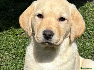 Labrador Retriever dogs for sale: Working Labrador pups available one dog one bitch - Advert 2