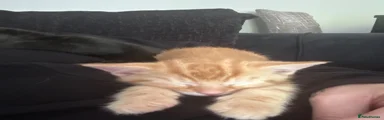 Mixed Breed Kitten 1