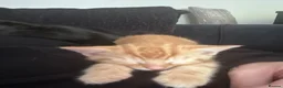 Mixed Breed cats for sale: Mixed bengal kittens - Advert 6