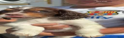 Cocker Spaniel dogs for sale: Cocker spaniel puppies in Bishop Auckland - Advert 3