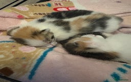 Bengal cats for sale: Bengal mix   in Manchester - Image 6