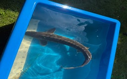 Koi Carp fish for sale: Various koi carp for sale  - Image 28