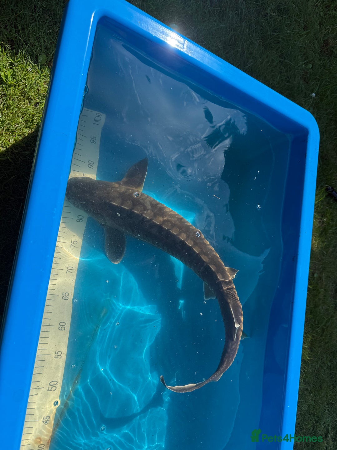Koi Carp fish for sale: Various koi carp for sale  - Image 28