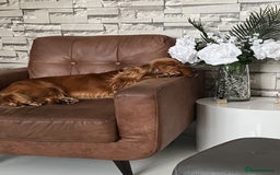 Cocker Spaniel dogs for sale: Beautiful show cocker - Advert 4