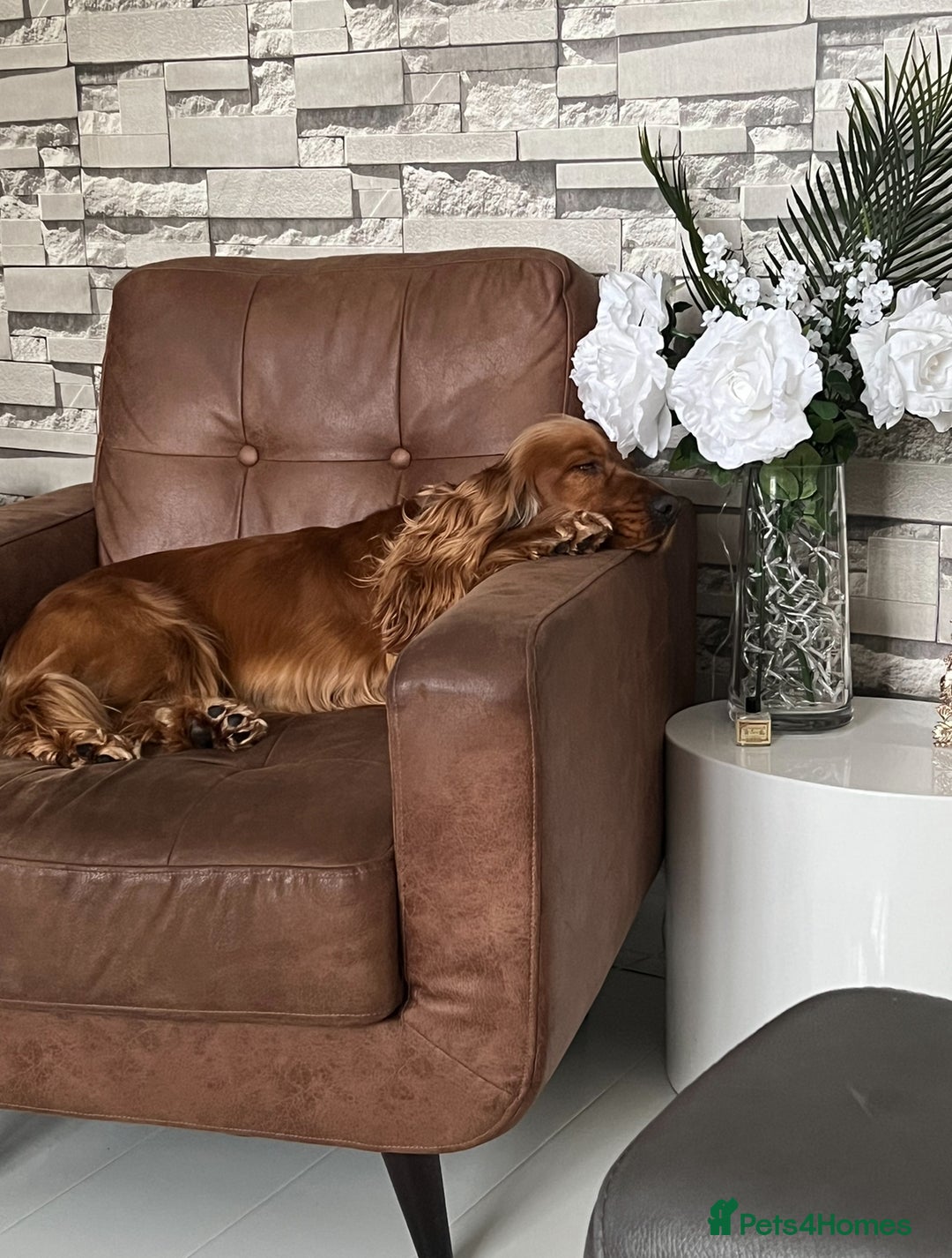 Cocker Spaniel dogs for sale: Beautiful show cocker - Advert 4