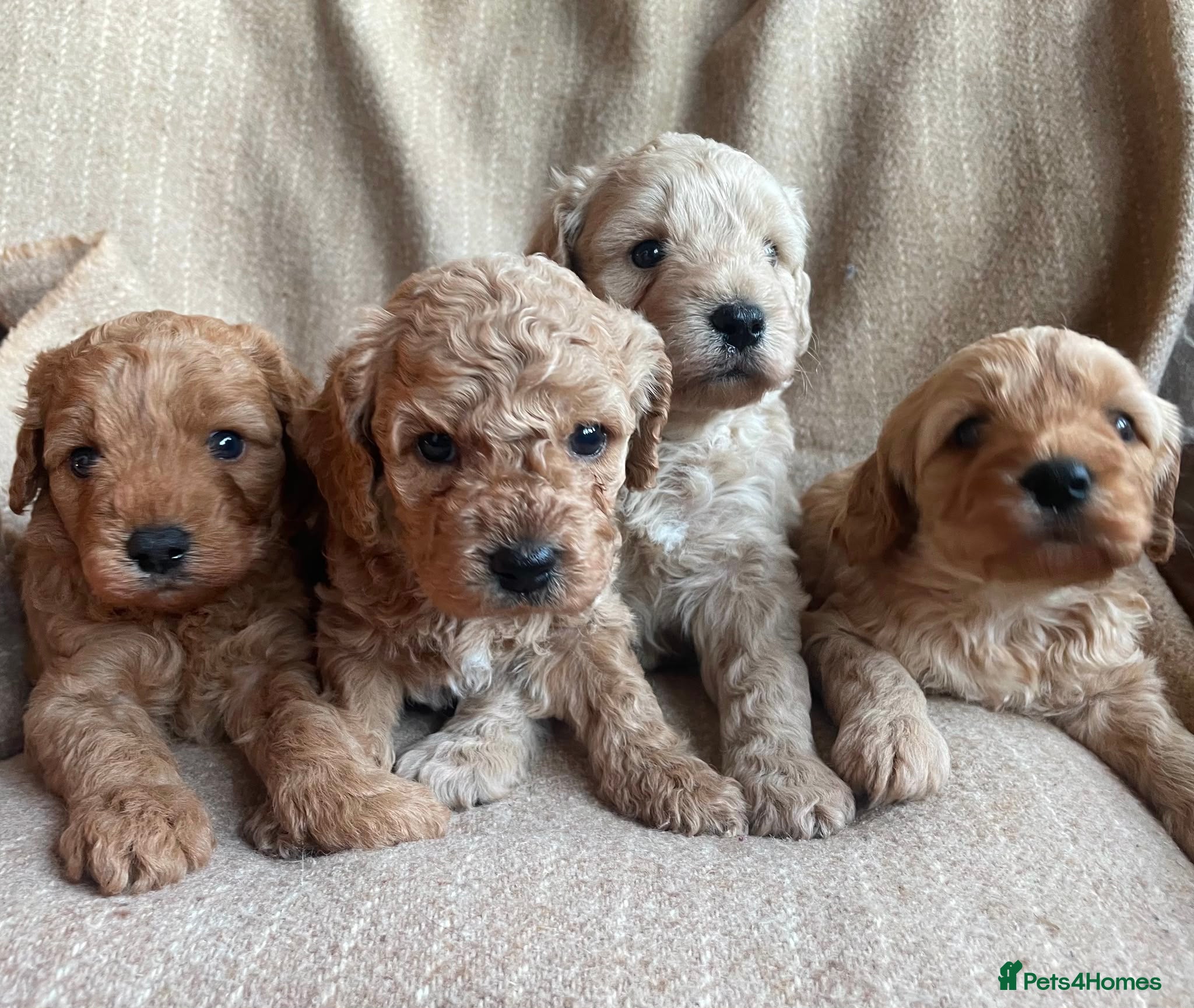 Cavapoochon dogs Beautiful Cavapoochon Puppies - Advert 2