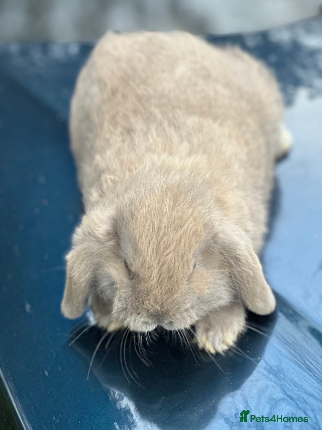 Mini Lop rabbits for sale: Mini lop baby bunnies, very well handled - Advert 6