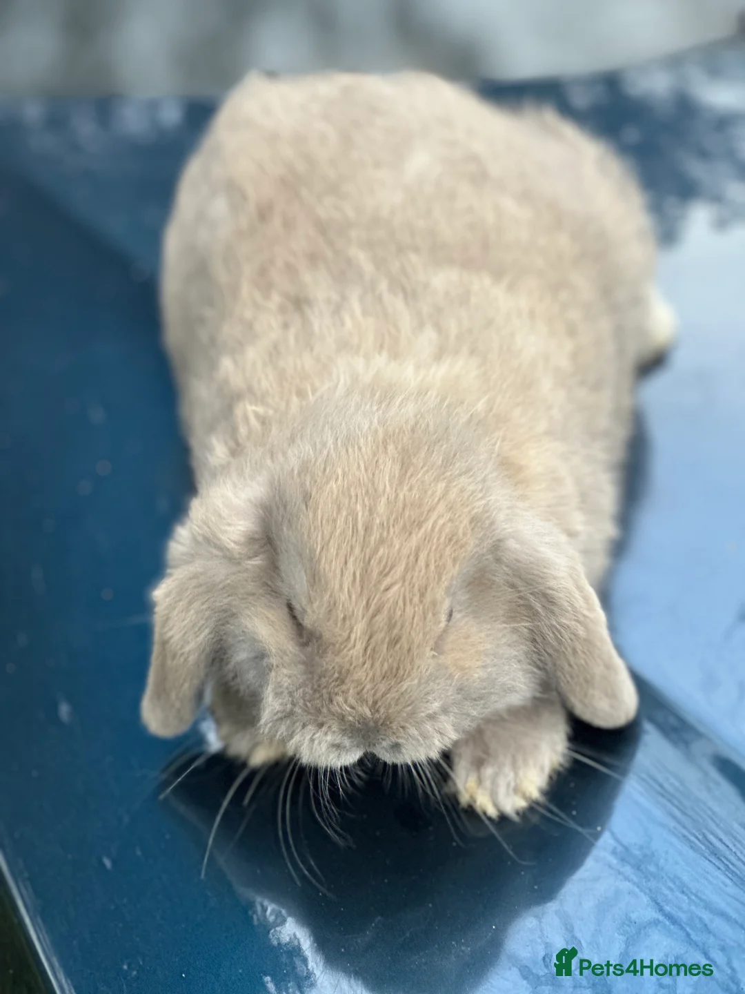 Mini Lop rabbits for sale: Mini lop baby bunnies, very well handled - Advert 6