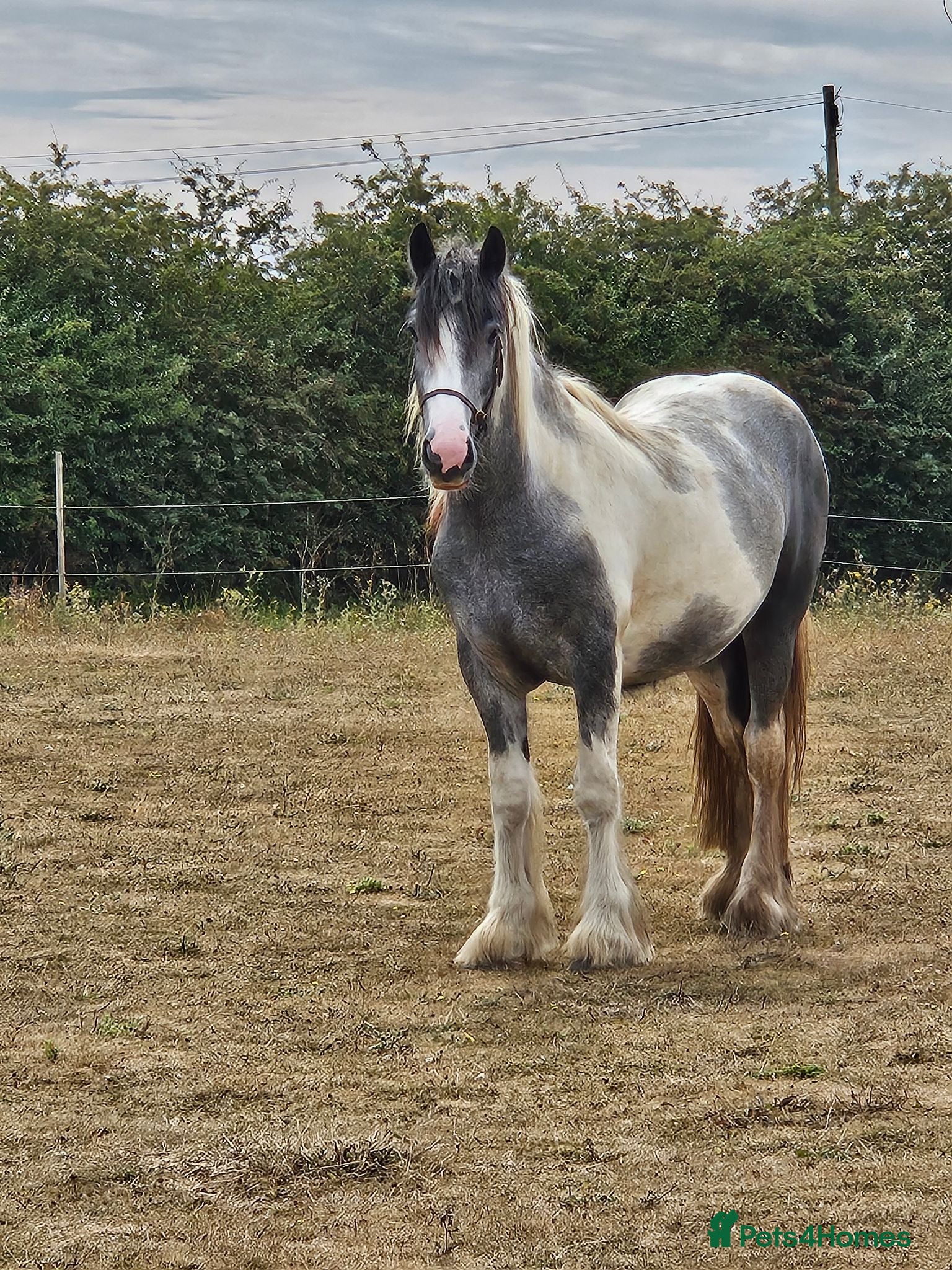 Other Breed horses Maxi cob gelding  - Advert 2
