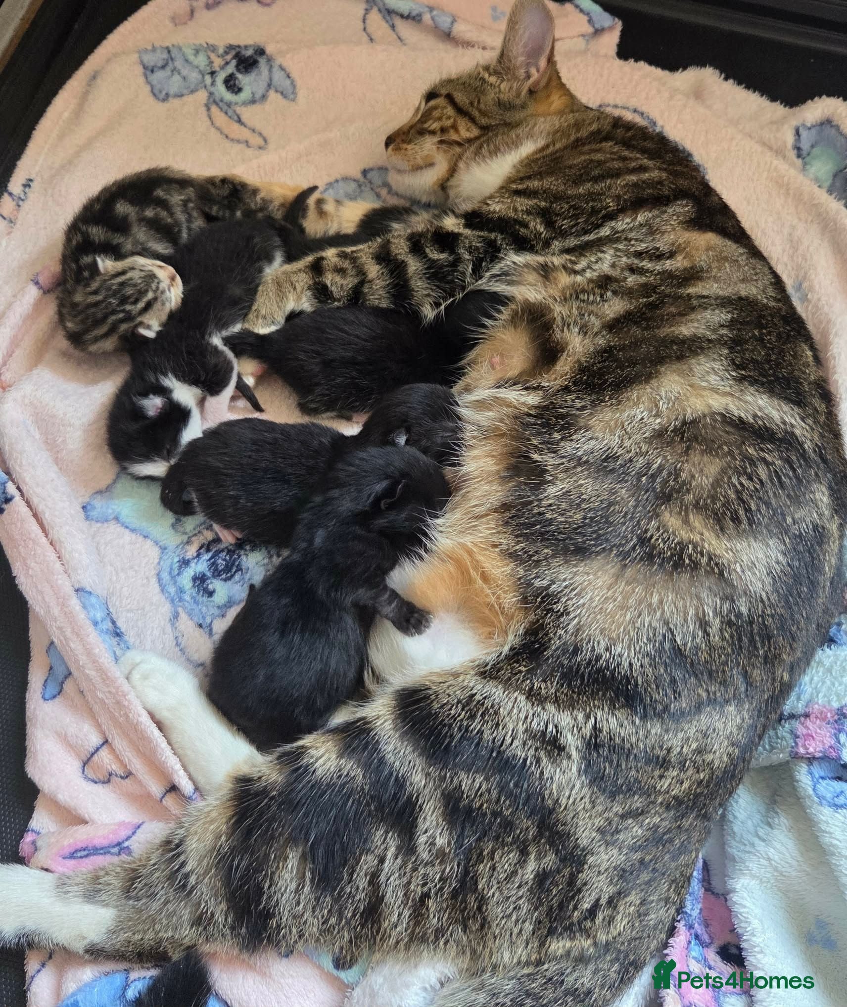 Domestic Shorthair cats Kittens for sale - Advert 3